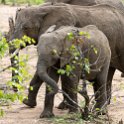ZMB EAS SouthLuangwa 2016DEC09 KapaniLodge 027 : 2016, 2016 - African Adventures, Africa, Date, December, Eastern, Kapani Lodge, Mfuwe, Month, Places, South Luanga, Trips, Year, Zambia
